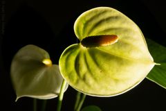 Anthurium amarillo