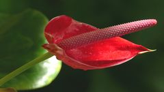 Anthurium andraeanum