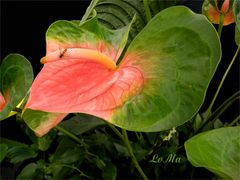 Anthurium andraeanum (Flamingoblume)