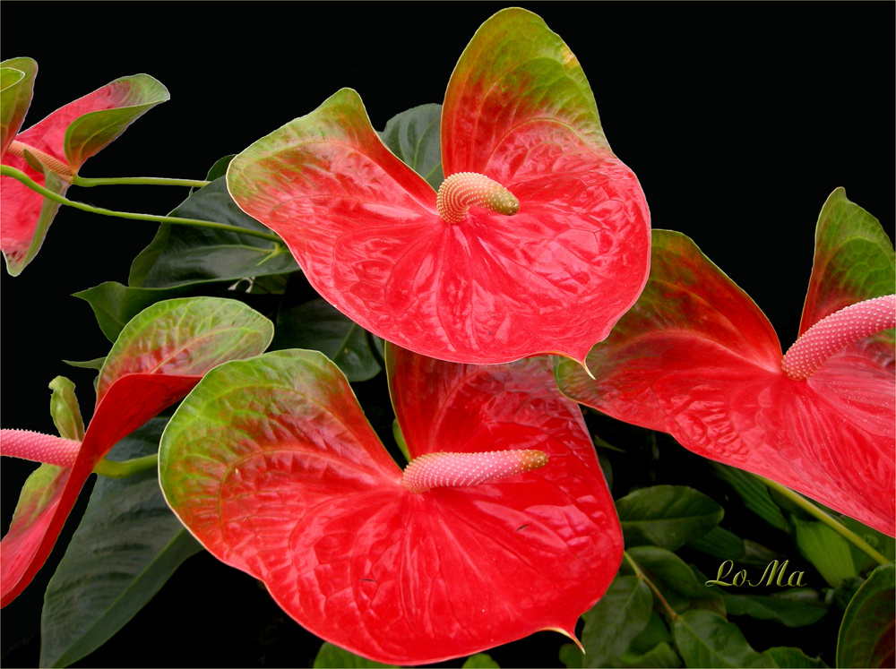 Anthurium andraeanum (große Flamingoblume)