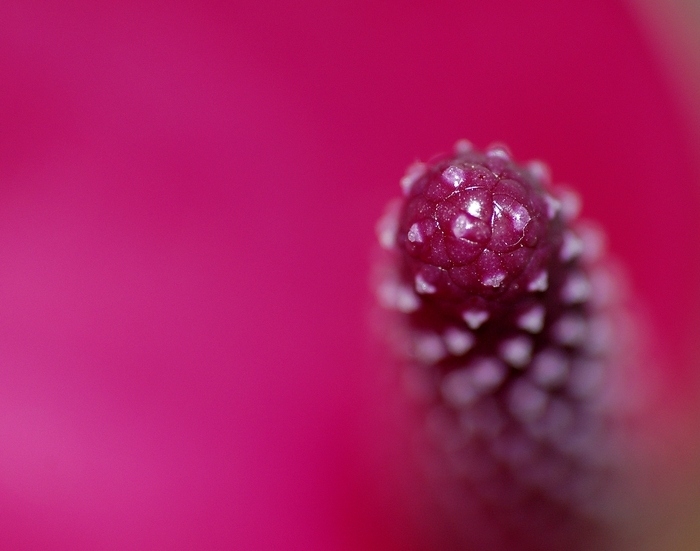 Anthurium andreanum