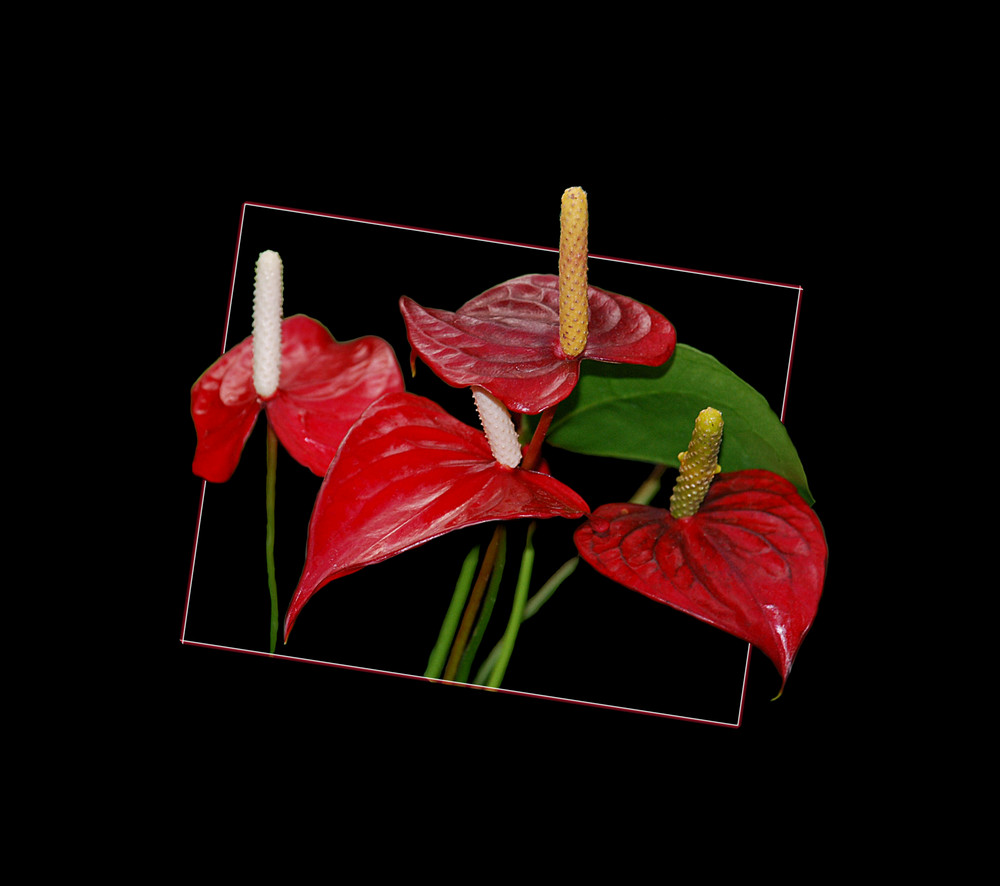 Anthurium Andreanum