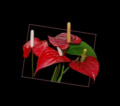 Anthurium Andreanum