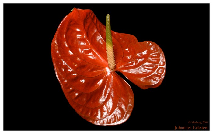 Anthurium andreanum