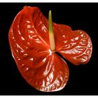 Anthurium andreanum