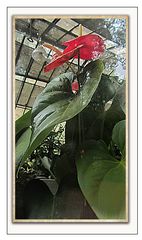 Anthurium andreanum