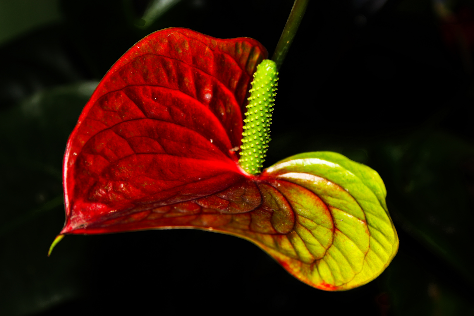 Anthurium andreanum