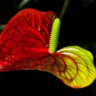 Anthurium andreanum