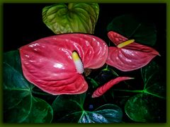 Anthurium andreanum