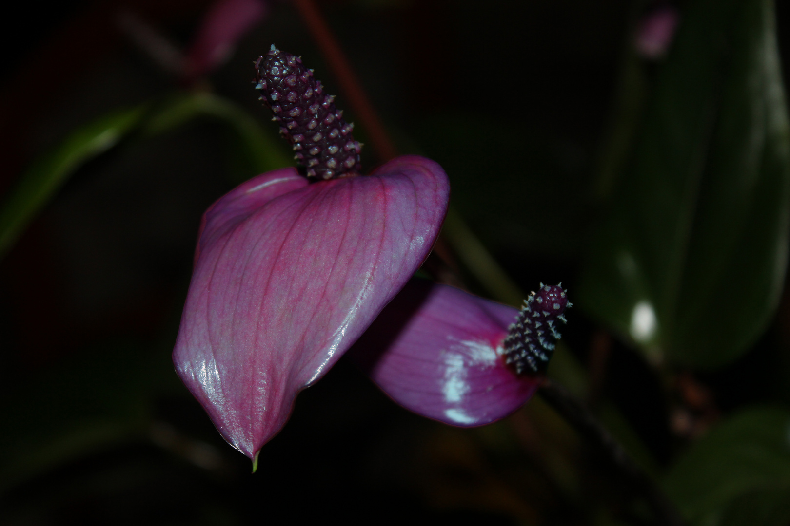 Anthurium andreanum 'Fiorino'