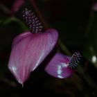Anthurium andreanum 'Fiorino'