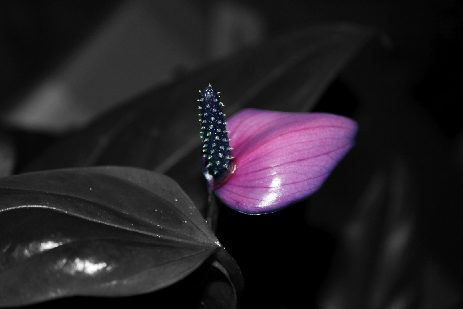 Anthurium andreanum "Fiorino"