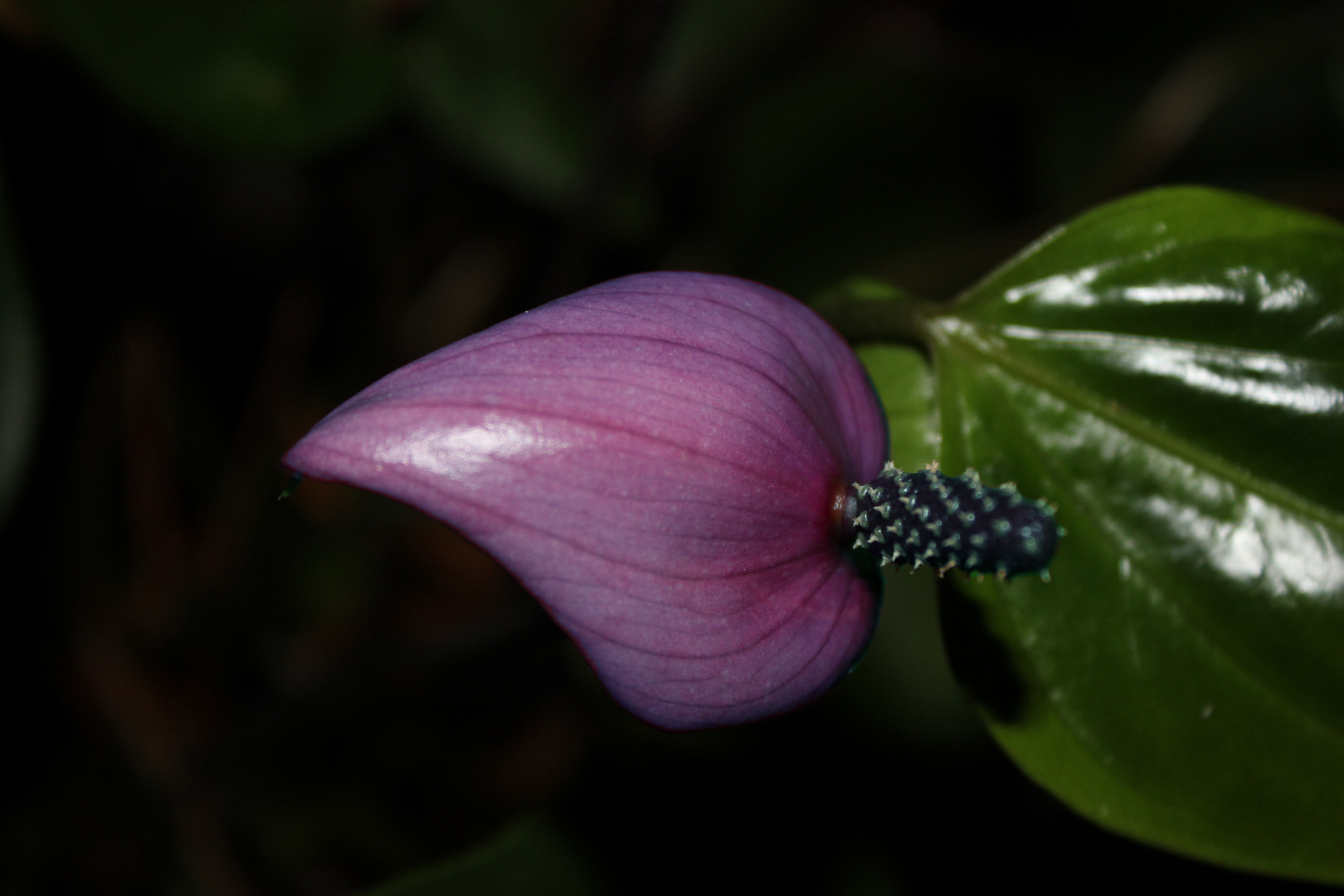 Anthurium andreanum 'Fiorino'