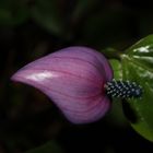 Anthurium andreanum 'Fiorino'