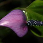 Anthurium andreanum 'Fiorino'