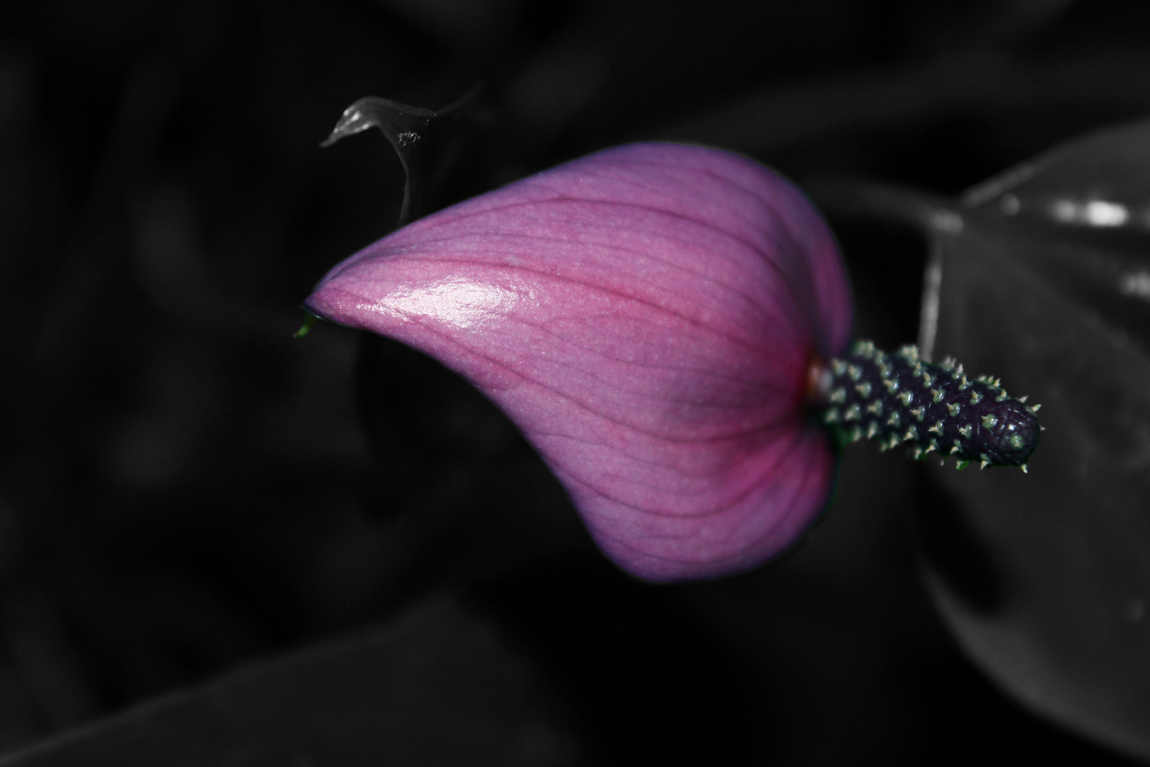 Anthurium andreanum ''Fiorino''