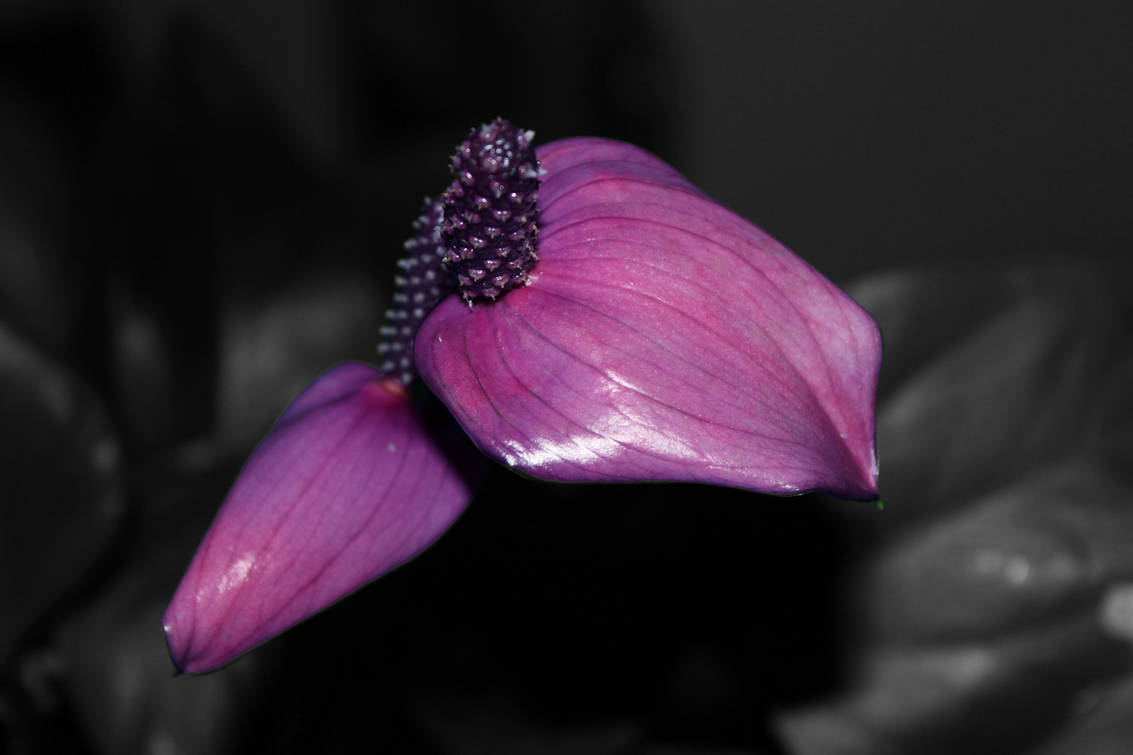 Anthurium andreanum 'Fiorino' IX