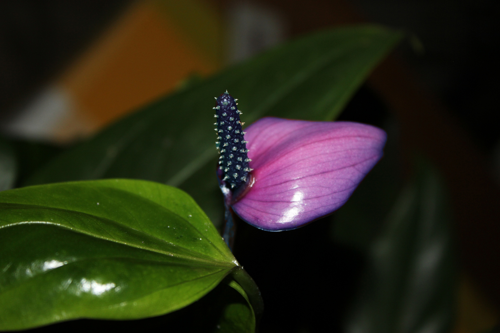 Anthurium andreanum 'Fiorino' VII