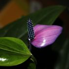 Anthurium andreanum 'Fiorino' VII