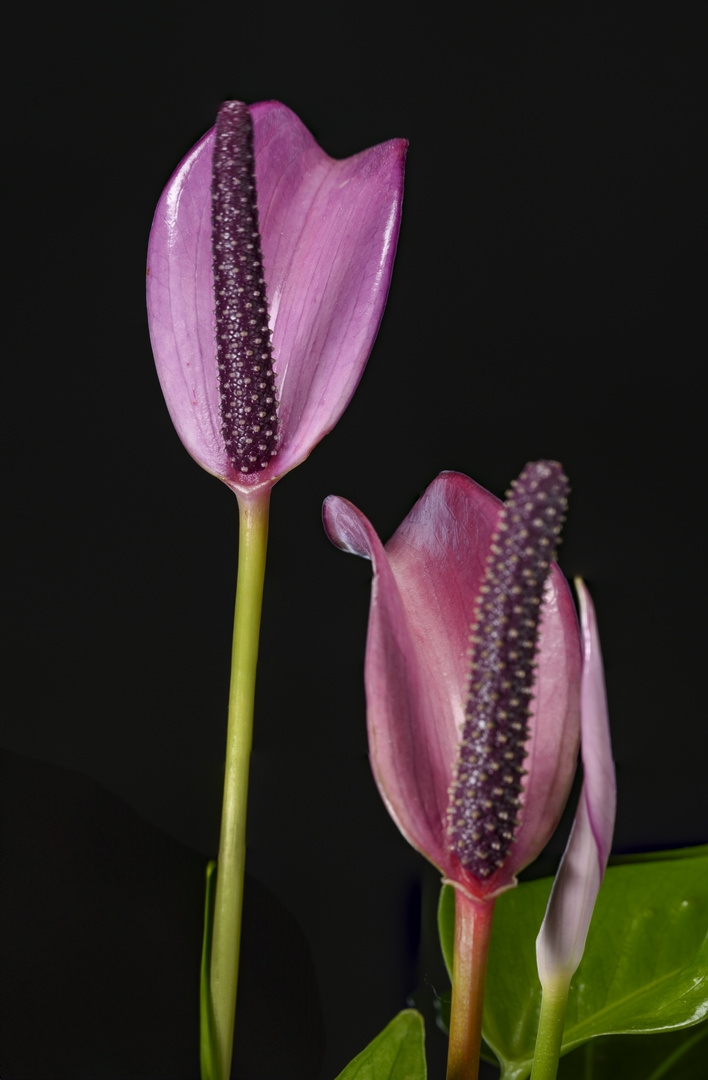 Anthurium andreanum Lila Zizou