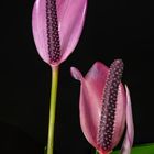 Anthurium andreanum Lila Zizou