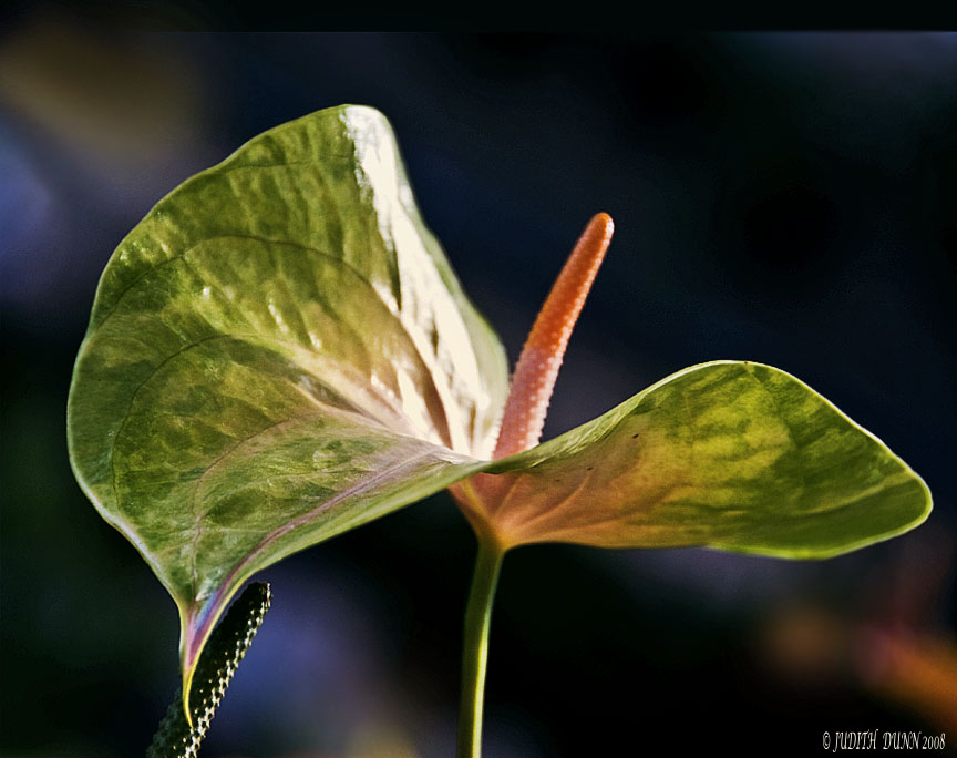 'Anthurium anthem'