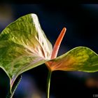 'Anthurium anthem'