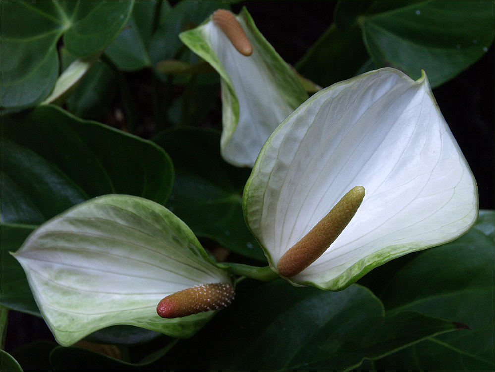 Anthurium blanc - Weisse Anthurie