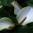 Anthurium blanc - Weisse Anthurie