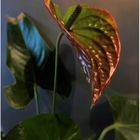 Anthurium