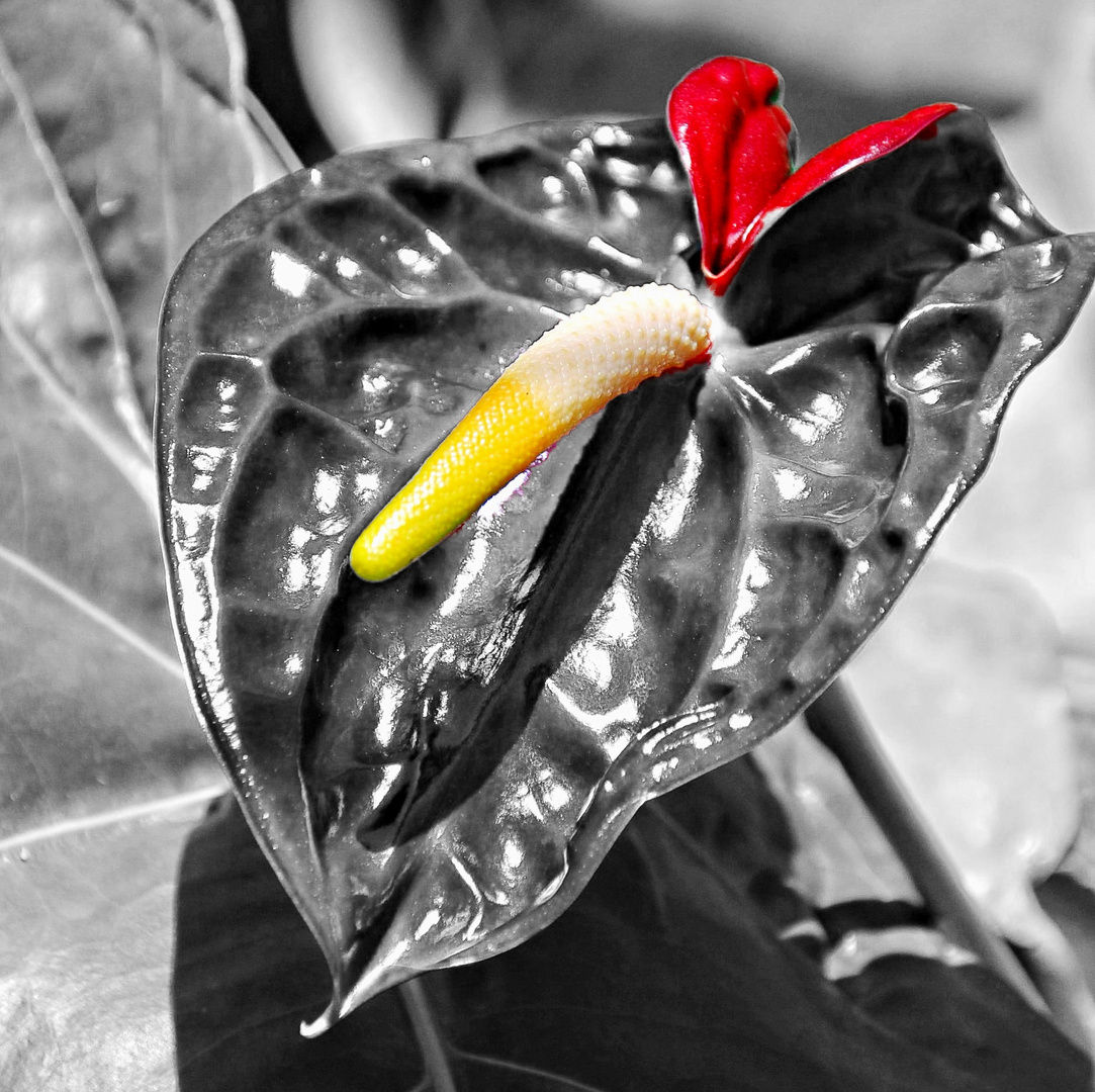 anthurium