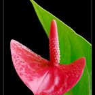 Anthurium