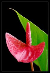 Anthurium