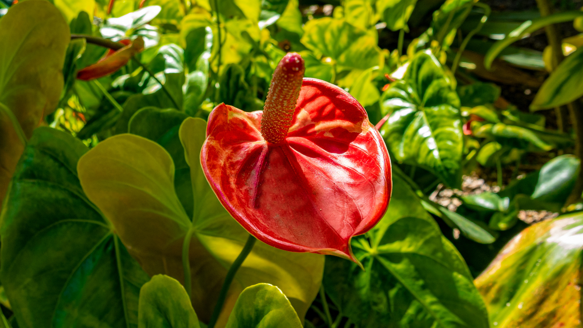 Anthurium