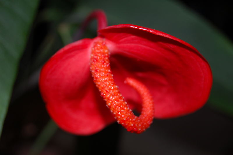 Anthurium