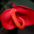 Anthurium