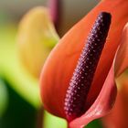 Anthurium