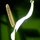 Anthurium .