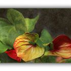 Anthurium