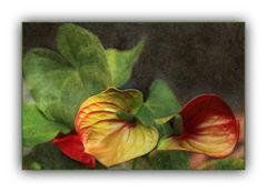 Anthurium