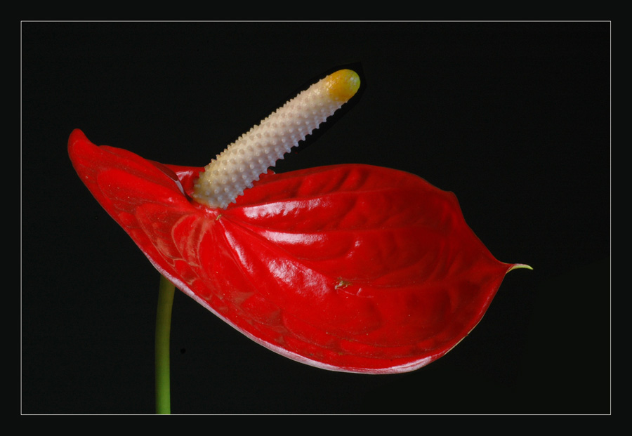 Anthurium Dakota