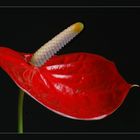 Anthurium Dakota