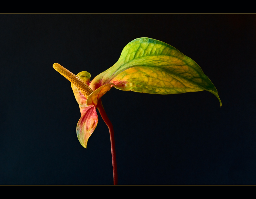 Anthurium Dakota