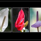 Anthurium dans toute sa beauté