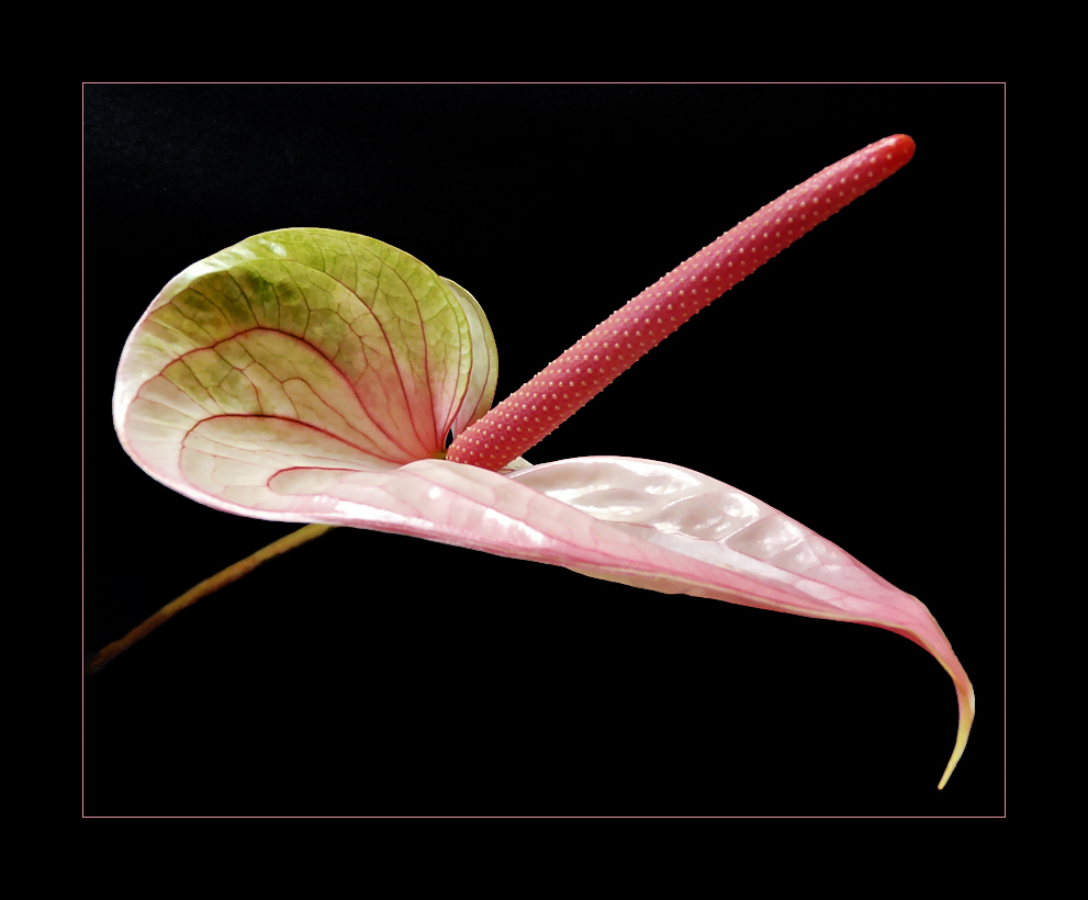 Anthurium