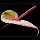 Anthurium