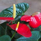 Anthurium de Scherzer