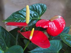 Anthurium de Scherzer