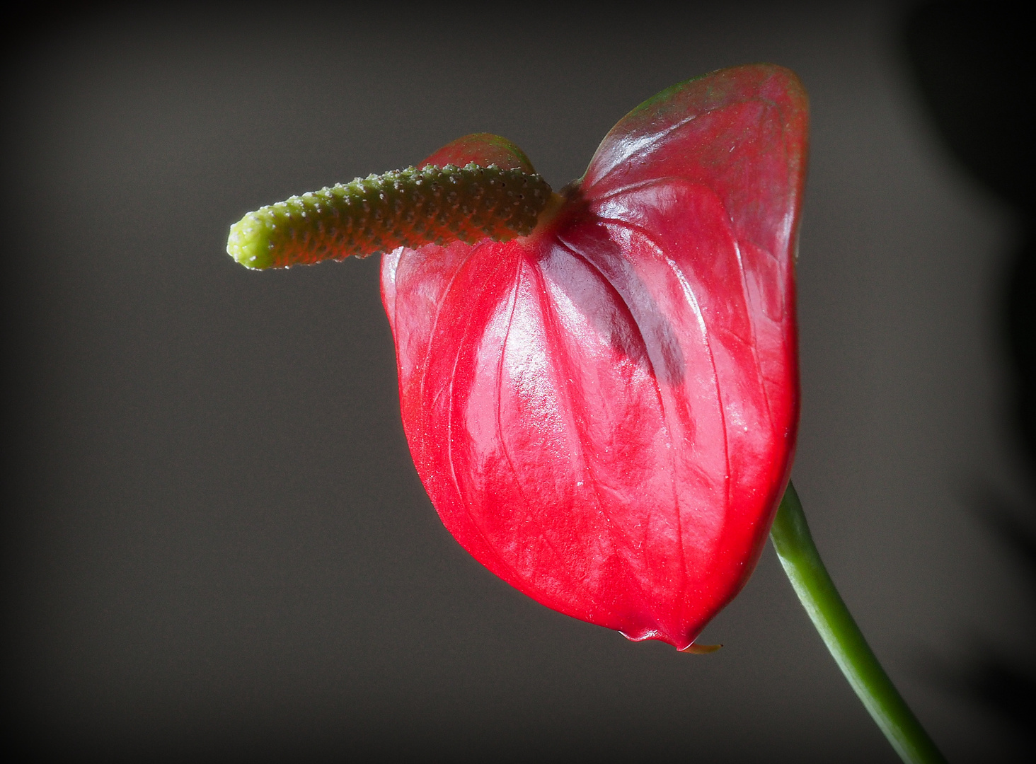 Anthurium de Scherzer