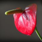 Anthurium de Scherzer